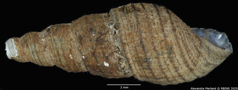 BE-RBINS-INV-MT-2139-Thiara-tuberculata-waelbroecki-type-L2.jpg