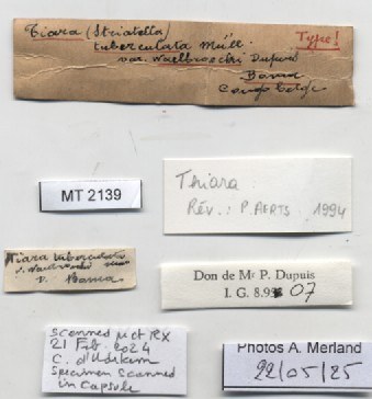 BE-RBINS-INV-MT-2139-Thiara-tuberculata-waelbroecki-type-label.jpg