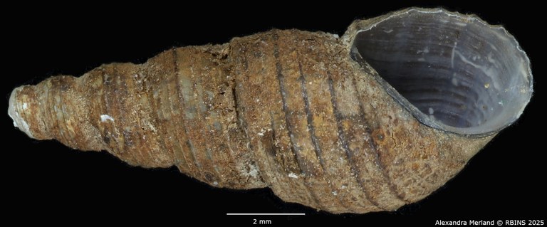 BE-RBINS-INV-MT-2139-Thiara-tuberculata-waelbroecki-type-V.jpg