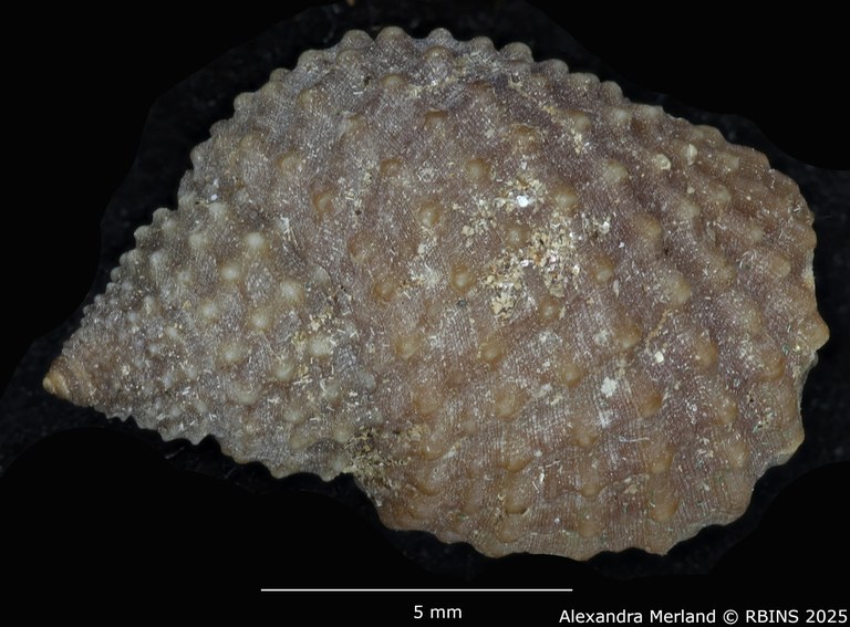 BE-RBINS-INV-MT-1365-Vinundu-westae-pt-D.jpg BE-RBINS-INV-MT-1365-Vinundu-westae-pt-D.jpg