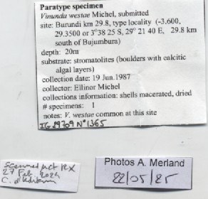 BE-RBINS-INV-MT-1365-Vinundu-westae-pt-label.jpg BE-RBINS-INV-MT-1365-Vinundu-westae-pt-label.jpg