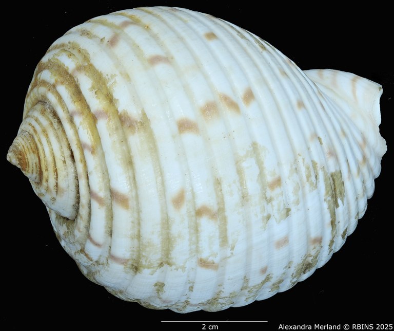 BE-RBINS-INV-MT-527-Tonna-berthae-ht-D.jpg BE-RBINS-INV-MT-527-Tonna-berthae-ht-D.jpg