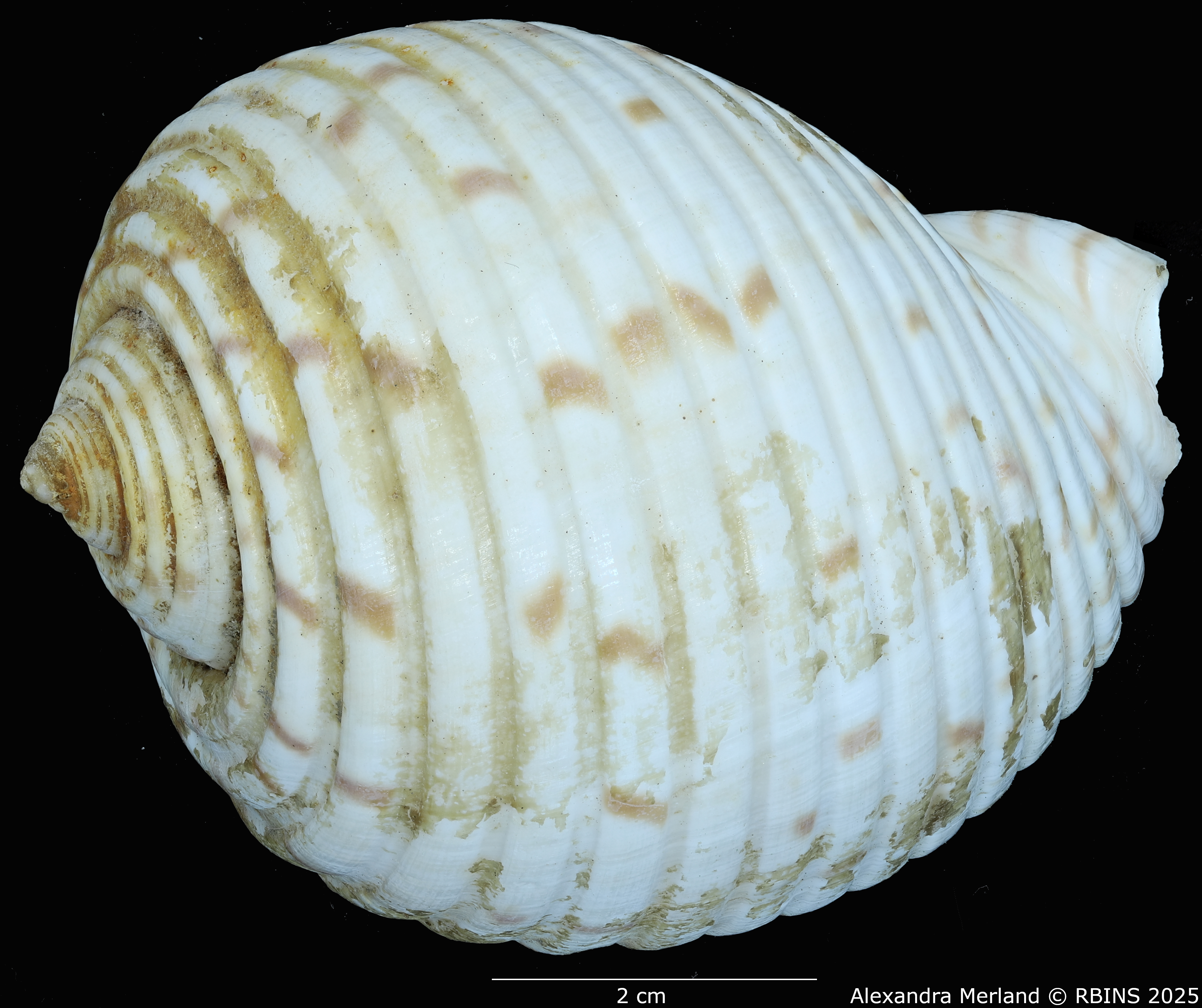 BE-RBINS-INV-MT-527-Tonna-berthae-ht-D.jpg