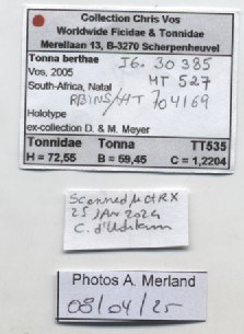 BE-RBINS-INV-MT-527-Tonna-berthae-ht-label.jpg BE-RBINS-INV-MT-527-Tonna-berthae-ht-label.jpg