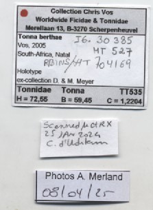 BE-RBINS-INV-MT-527-Tonna-berthae-ht-label.jpg