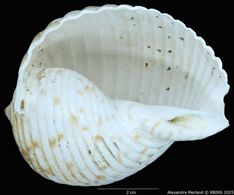 BE-RBINS-INV-MT-527-Tonna-berthae-ht-V.jpg BE-RBINS-INV-MT-527-Tonna-berthae-ht-V.jpg