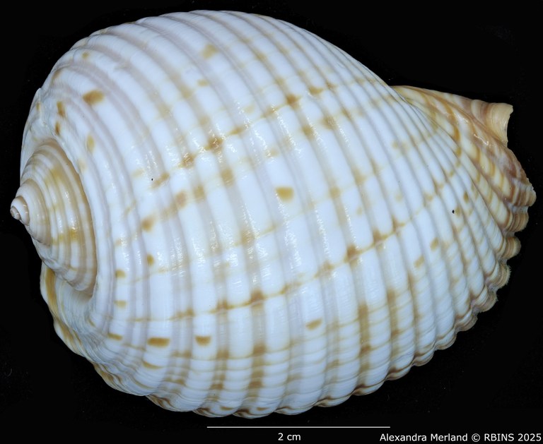 BE-RBINS-INV-MT-2267-Tonna-rosemaryae-ht-D.jpg BE-RBINS-INV-MT-2267-Tonna-rosemaryae-ht-D.jpg