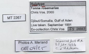 BE-RBINS-INV-MT-2267-Tonna-rosemaryae-ht-label.jpg BE-RBINS-INV-MT-2267-Tonna-rosemaryae-ht-label.jpg