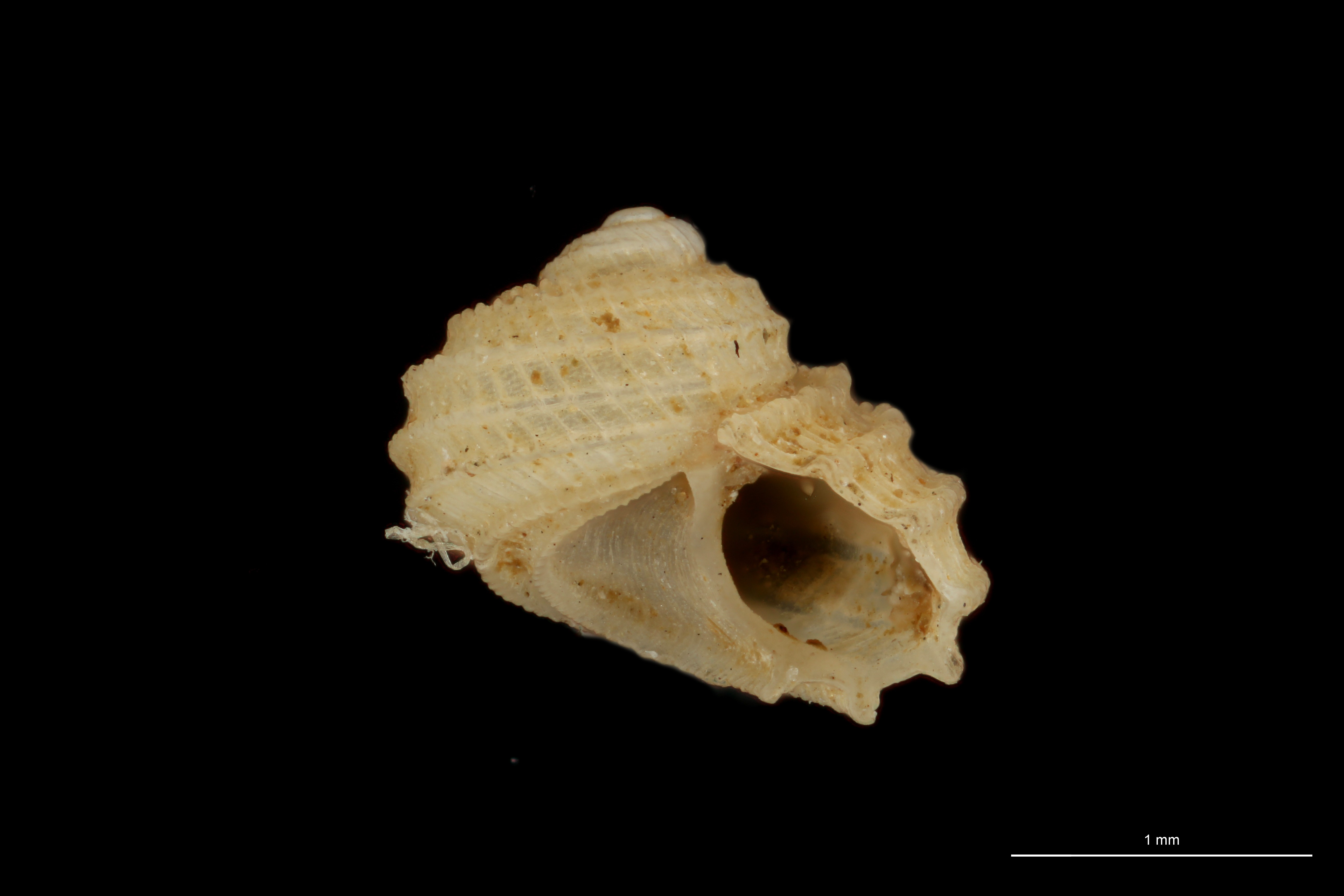 BE-RBINS-INV HOLOTYPE MT 85 Adeorbis jullieni LATERAL ZS DMap.jpg