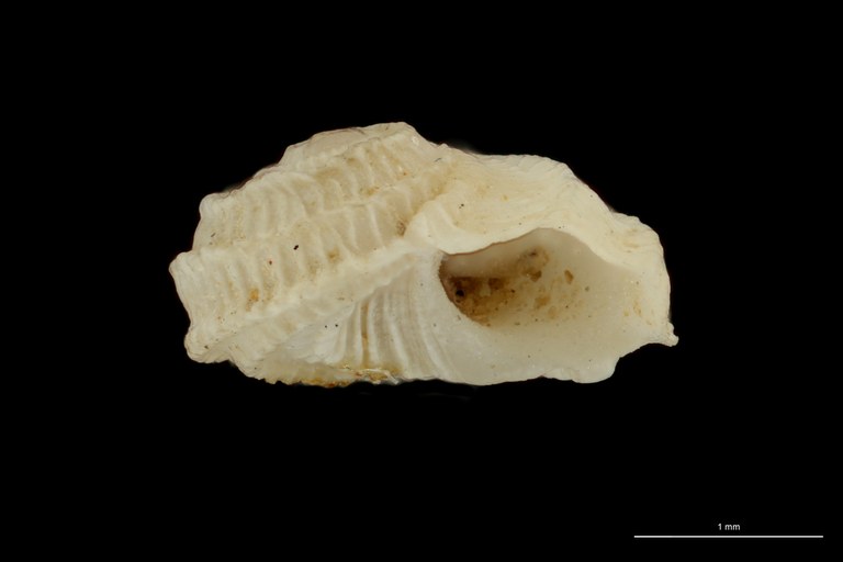 BE-RBINS-INV HOLOTYPE MT 76 Adeorbis subcarinatus var. robustior LATERAL ZS DMap.jpg