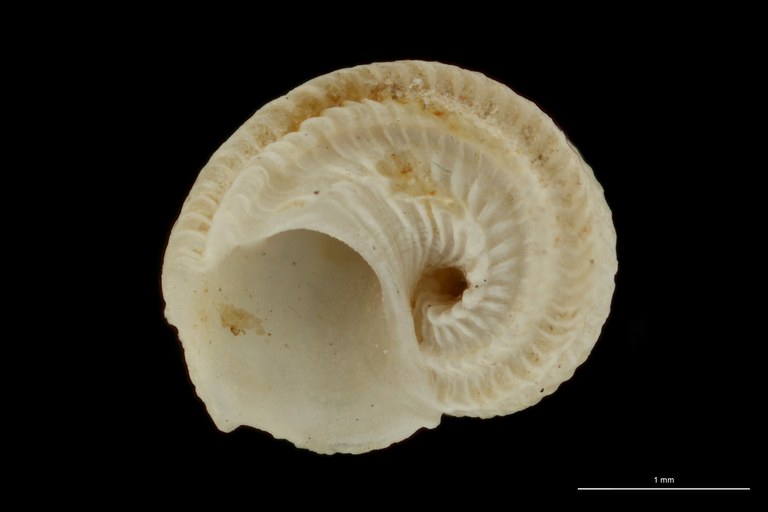 BE-RBINS-INV HOLOTYPE MT 76 Adeorbis subcarinatus var. robustior VENTRAL ZS DMap.jpg