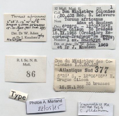 BE-RBINS-INV-MT-86-Tornus-africanus-ht-label.jpg