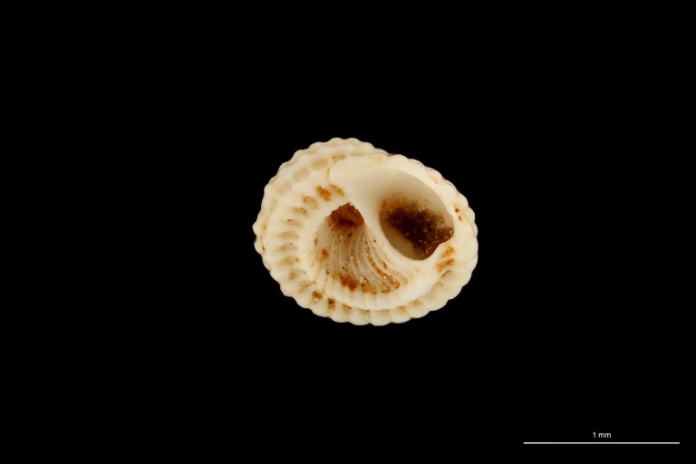 BE-RBINS-INV HOLOTYPE MT 81 Tornus cancellatus LATERAL ZS DMap.jpg