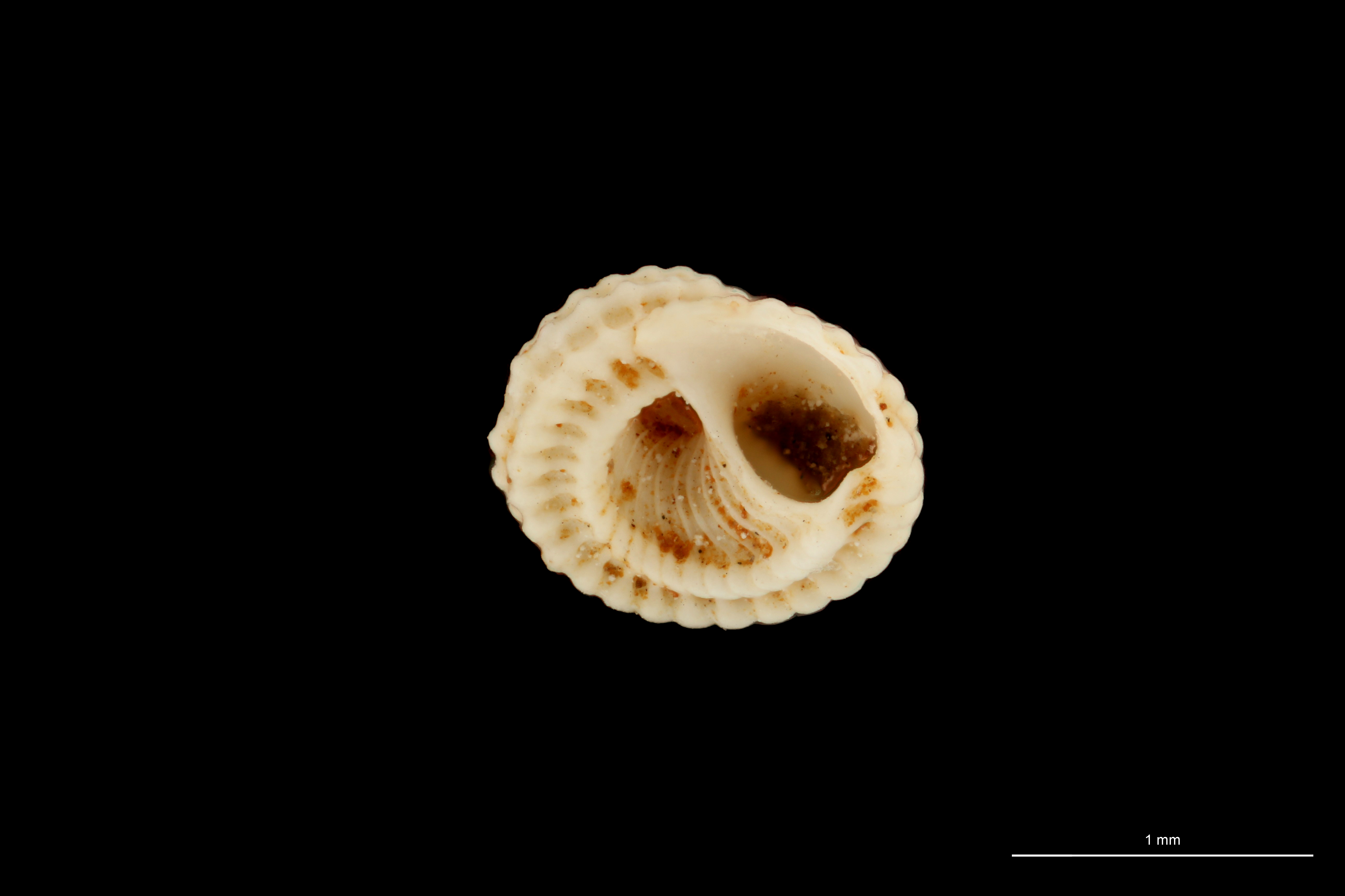 BE-RBINS-INV HOLOTYPE MT 81 Tornus cancellatus LATERAL ZS DMap.jpg