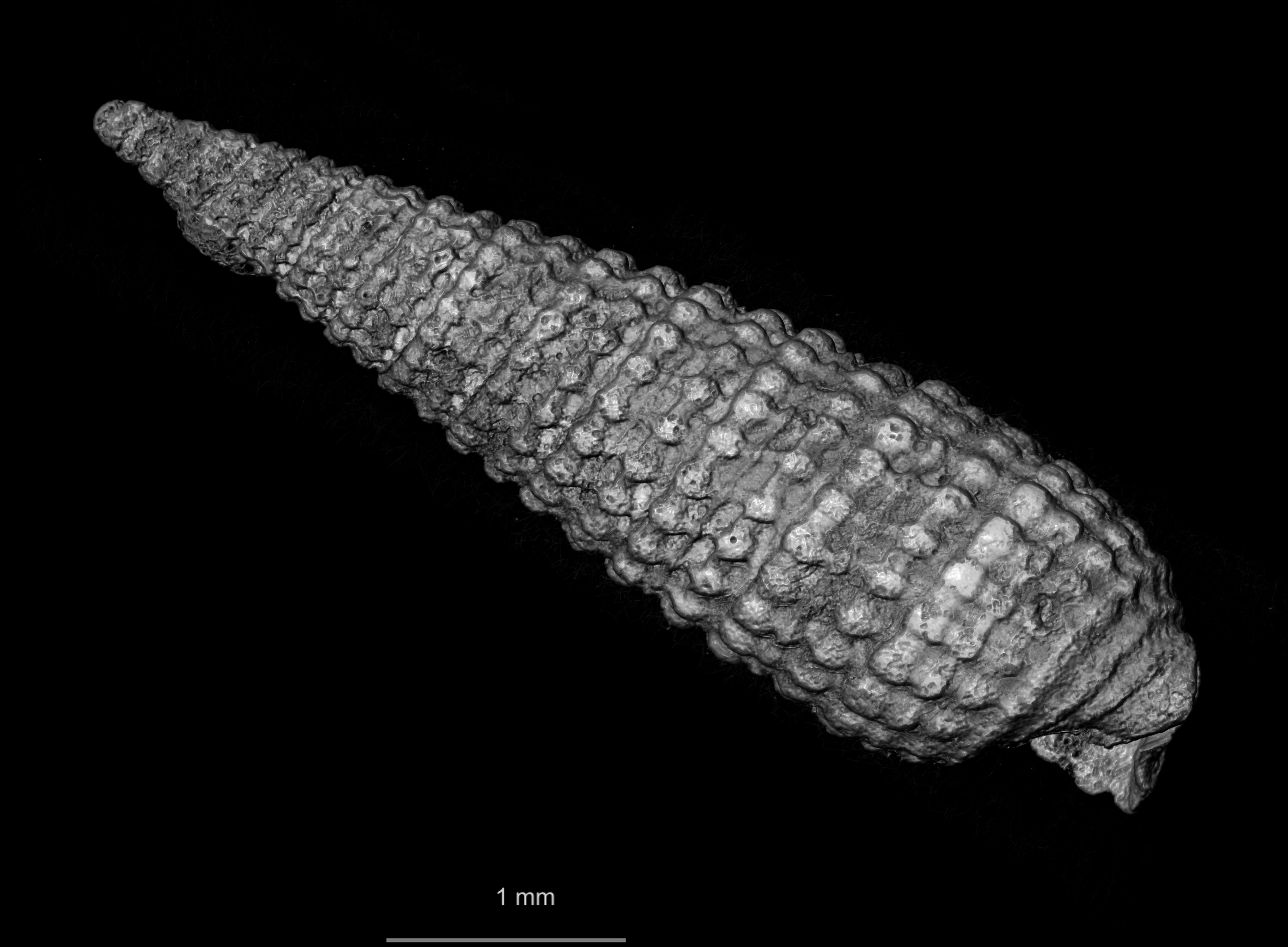 BE-RBINS-INV COTYPE MT 2481 Trifora raoulensis MICROCT RIGHT.jpg
