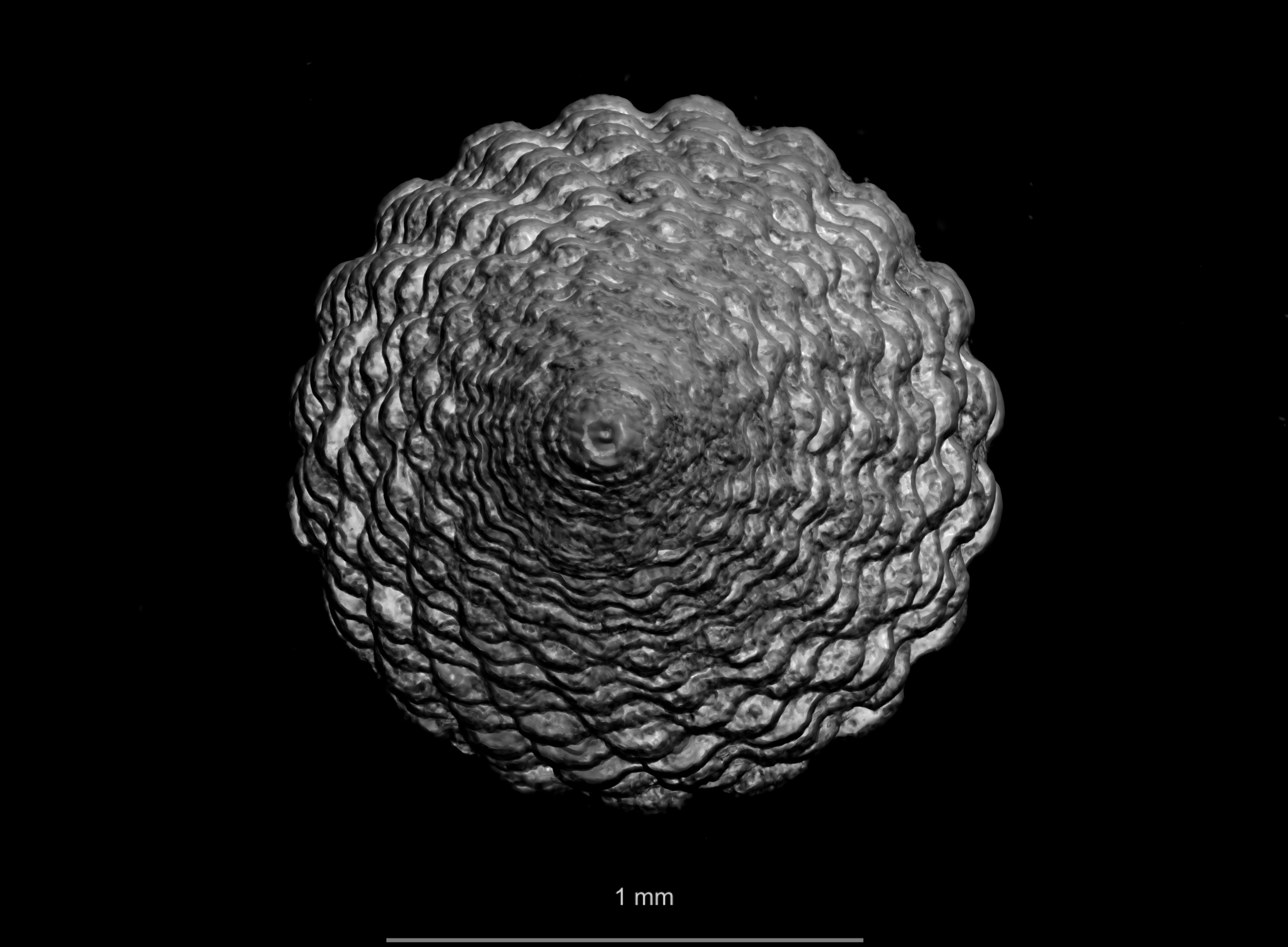 BE-RBINS-INV COTYPE MT 2481 Trifora raoulensis MICROCT TOP.jpg