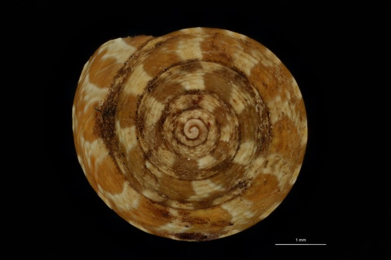 BE-RBINS-INV SYNTYPE MT.3723 Trochus tiberianus ANTERIOR.jpg
