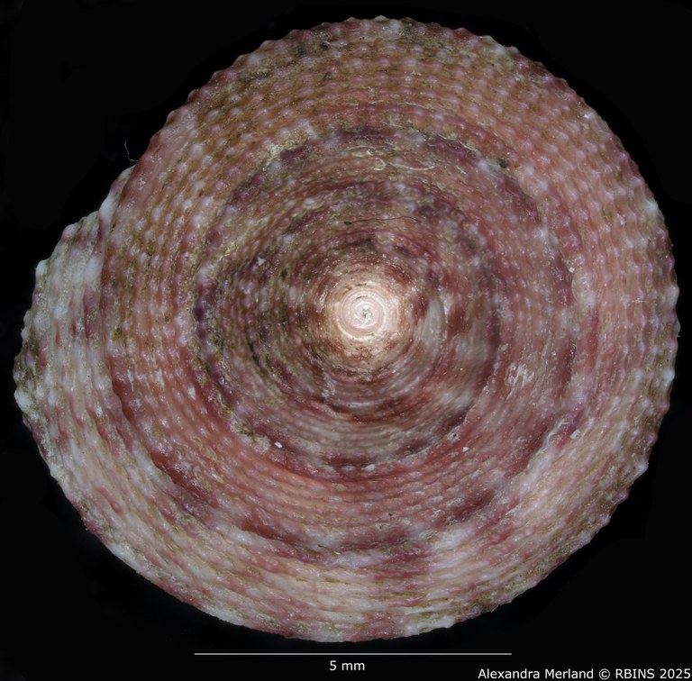BE-RBINS-INV-MT-3991-Clelandella-namibiensis-ht-D.jpg BE-RBINS-INV-MT-3991-Clelandella-namibiensis-ht-D.jpg