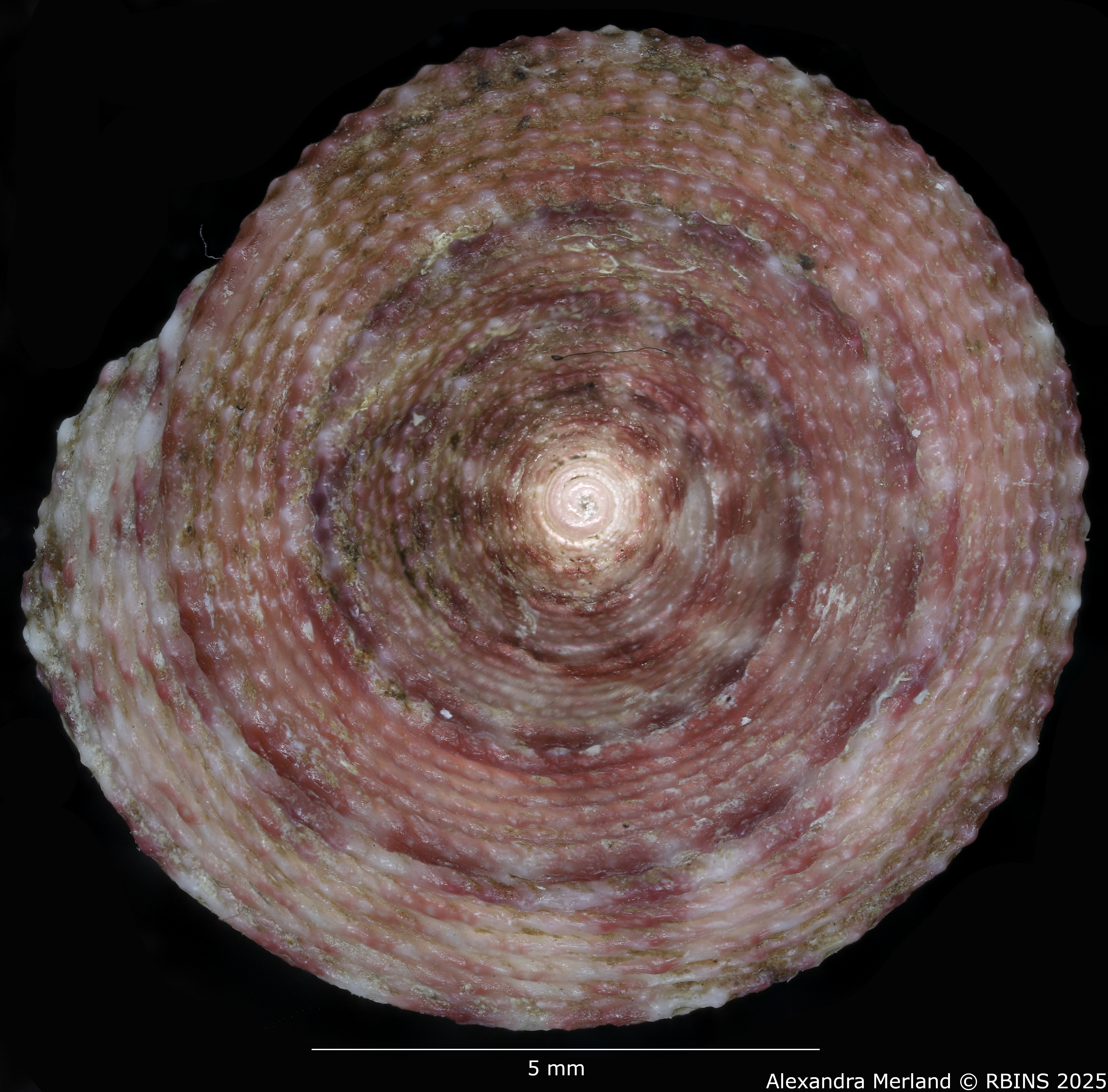 BE-RBINS-INV-MT-3991-Clelandella-namibiensis-ht-D.jpg