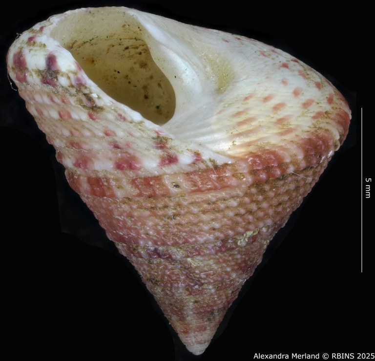 BE-RBINS-INV-MT-3991-Clelandella-namibiensis-ht-L.jpg BE-RBINS-INV-MT-3991-Clelandella-namibiensis-ht-L.jpg