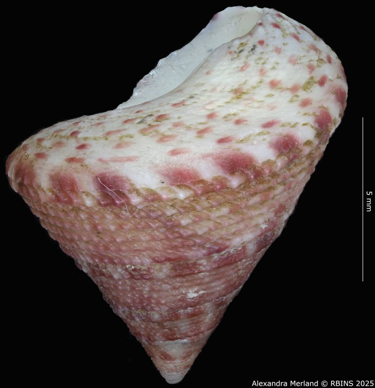 BE-RBINS-INV-MT-3991-Clelandella-namibiensis-ht-L2.jpg BE-RBINS-INV-MT-3991-Clelandella-namibiensis-ht-L2.jpg