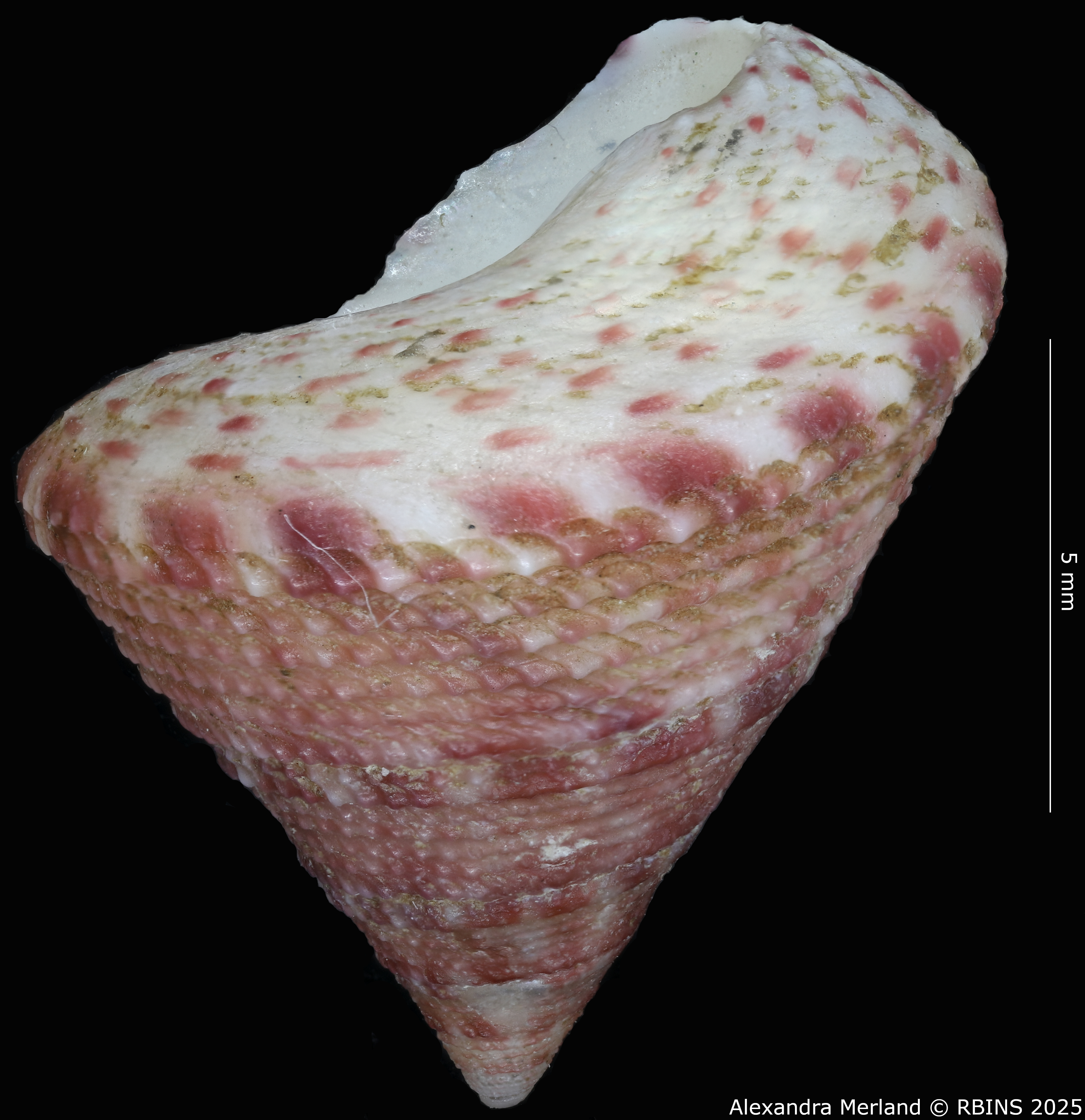 BE-RBINS-INV-MT-3991-Clelandella-namibiensis-ht-L2.jpg
