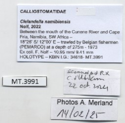 BE-RBINS-INV-MT-3991-Clelandella-namibiensis-ht-label.jpg
