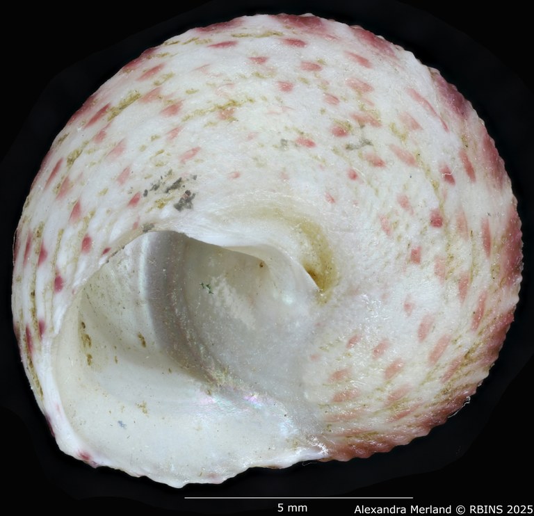 BE-RBINS-INV-MT-3991-Clelandella-namibiensis-ht-V.jpg BE-RBINS-INV-MT-3991-Clelandella-namibiensis-ht-V.jpg