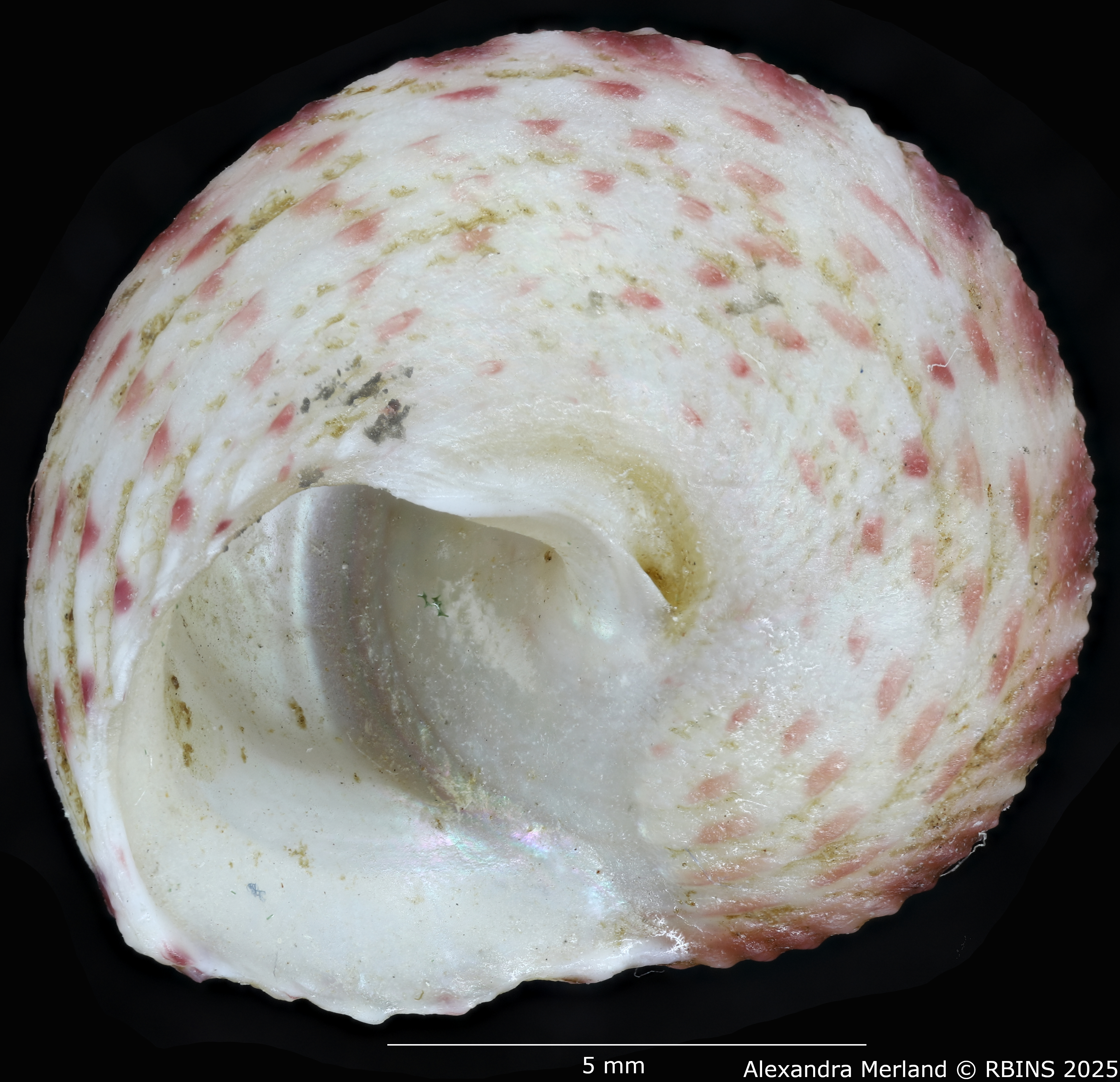 BE-RBINS-INV-MT-3991-Clelandella-namibiensis-ht-V.jpg