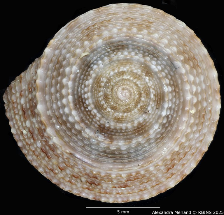 BE-RBINS-INV-MT-3990-Calliostoma -schoenherri-ht-D.jpg