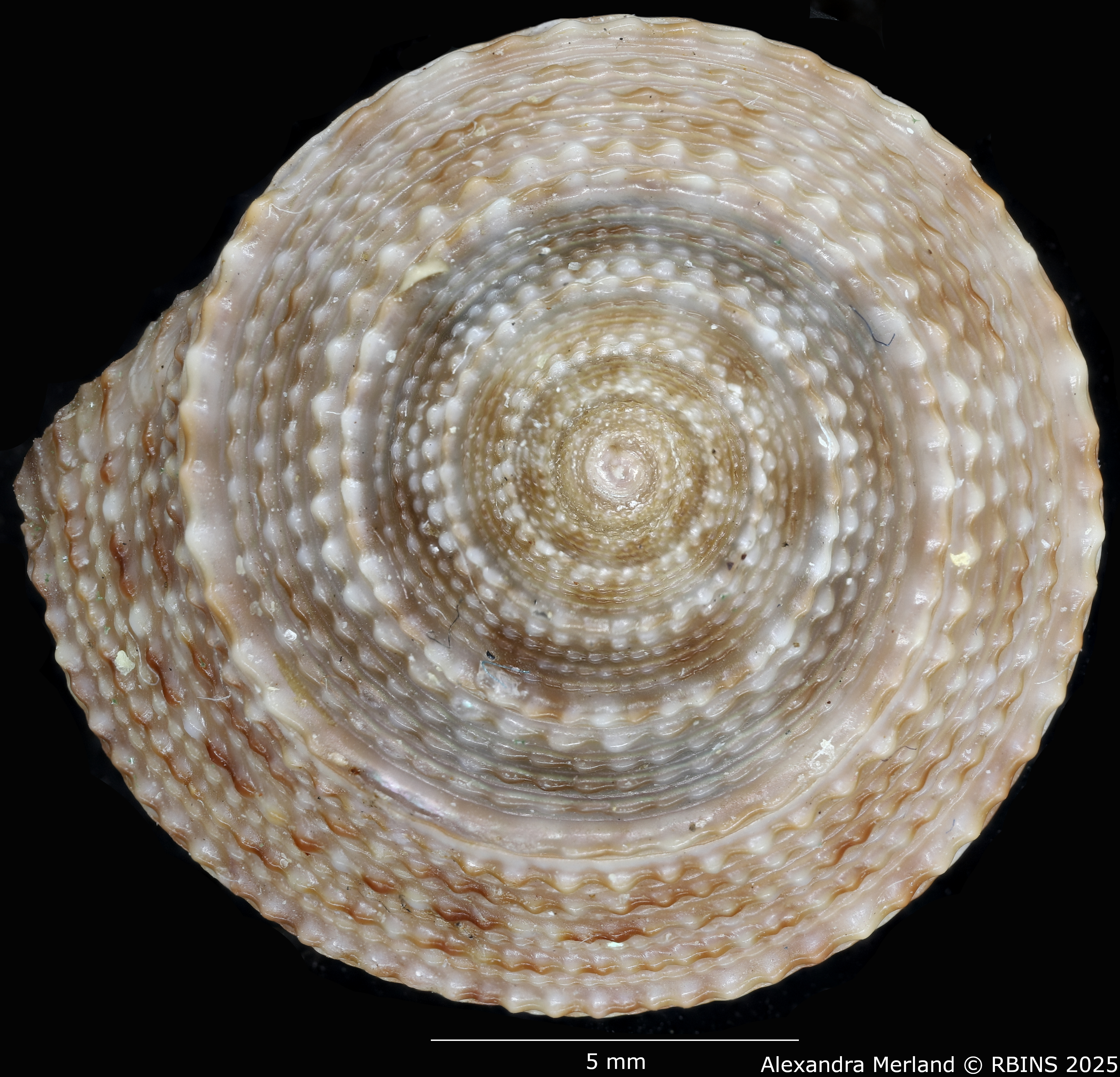 BE-RBINS-INV-MT-3990-Calliostoma -schoenherri-ht-D.jpg