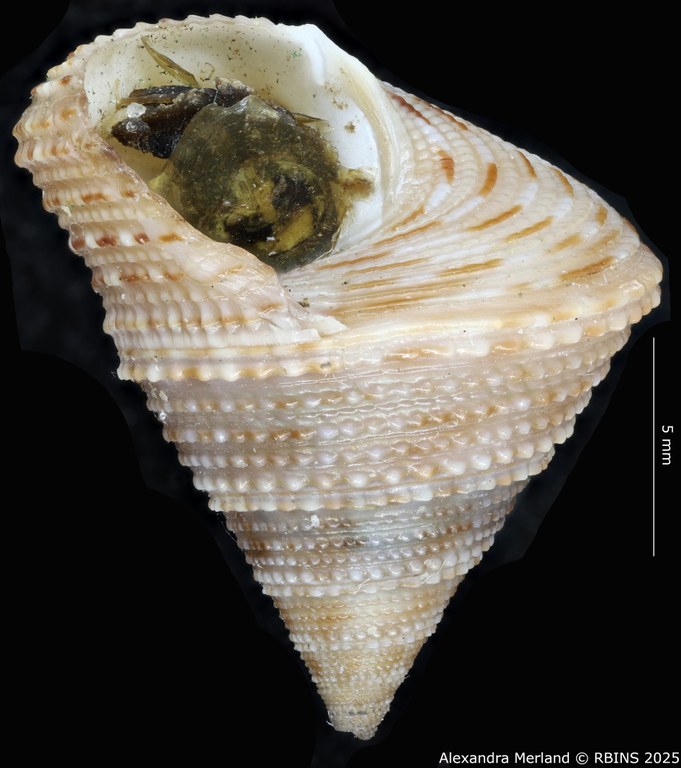 BE-RBINS-INV-MT-3990-Calliostoma -schoenherri-ht-L.jpg