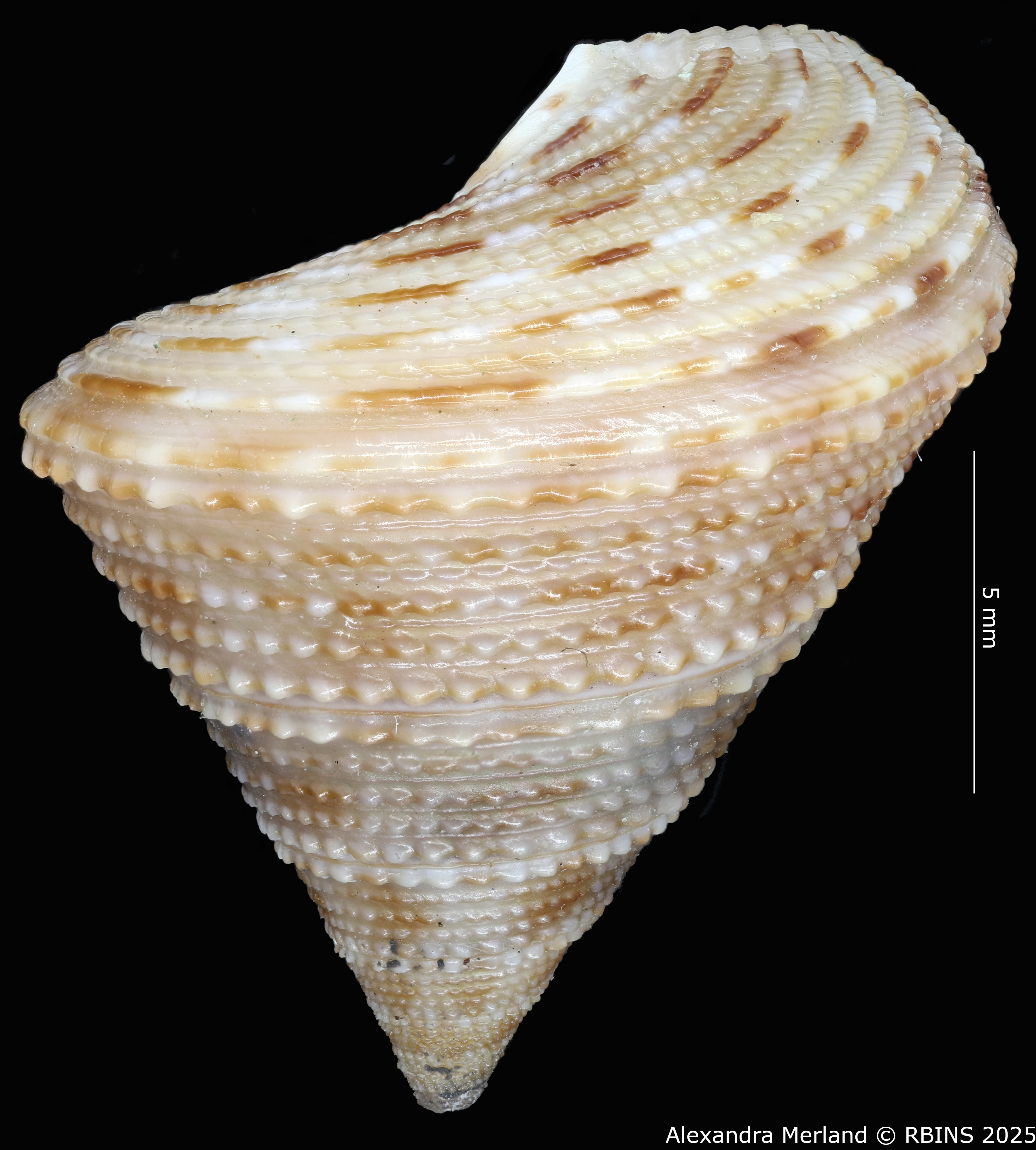 BE-RBINS-INV-MT-3990-Clelandella-schoenherri-ht-L2.jpg