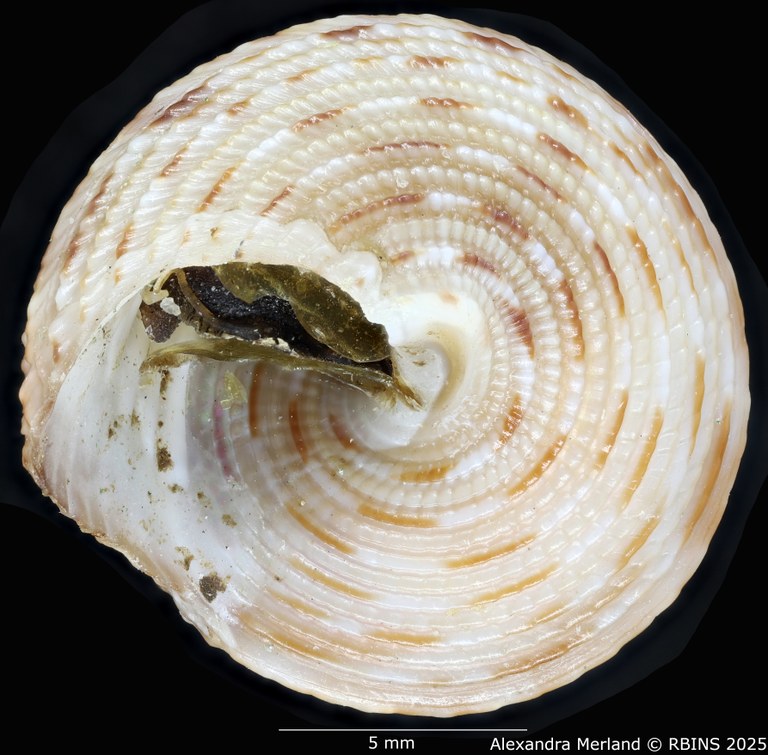 BE-RBINS-INV-MT-3990-Clelandella-schoenherri-ht-V.jpg BE-RBINS-INV-MT-3990-Clelandella-schoenherri-ht-V.jpg
