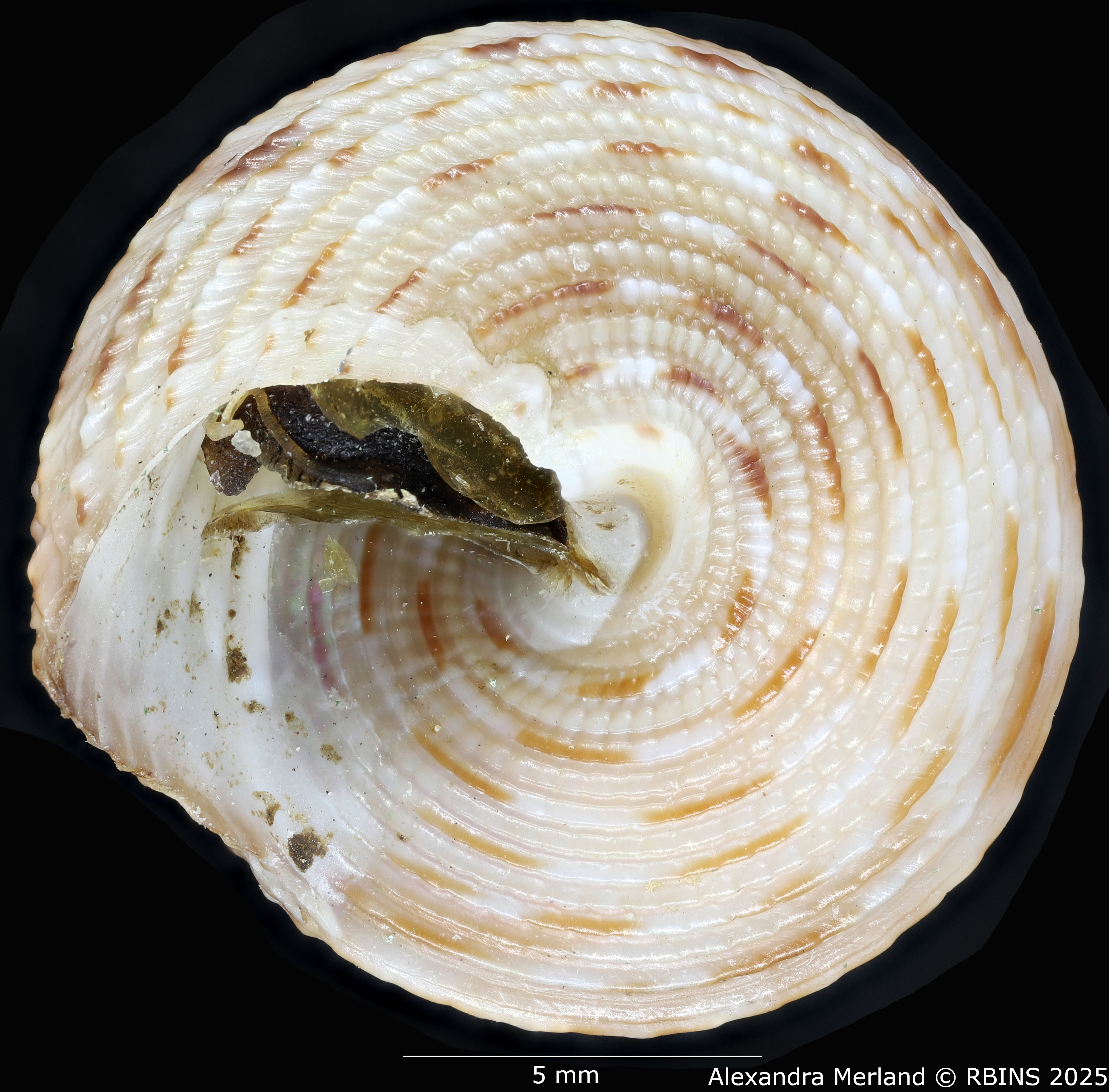 BE-RBINS-INV-MT-3990-Clelandella-schoenherri-ht-V.jpg