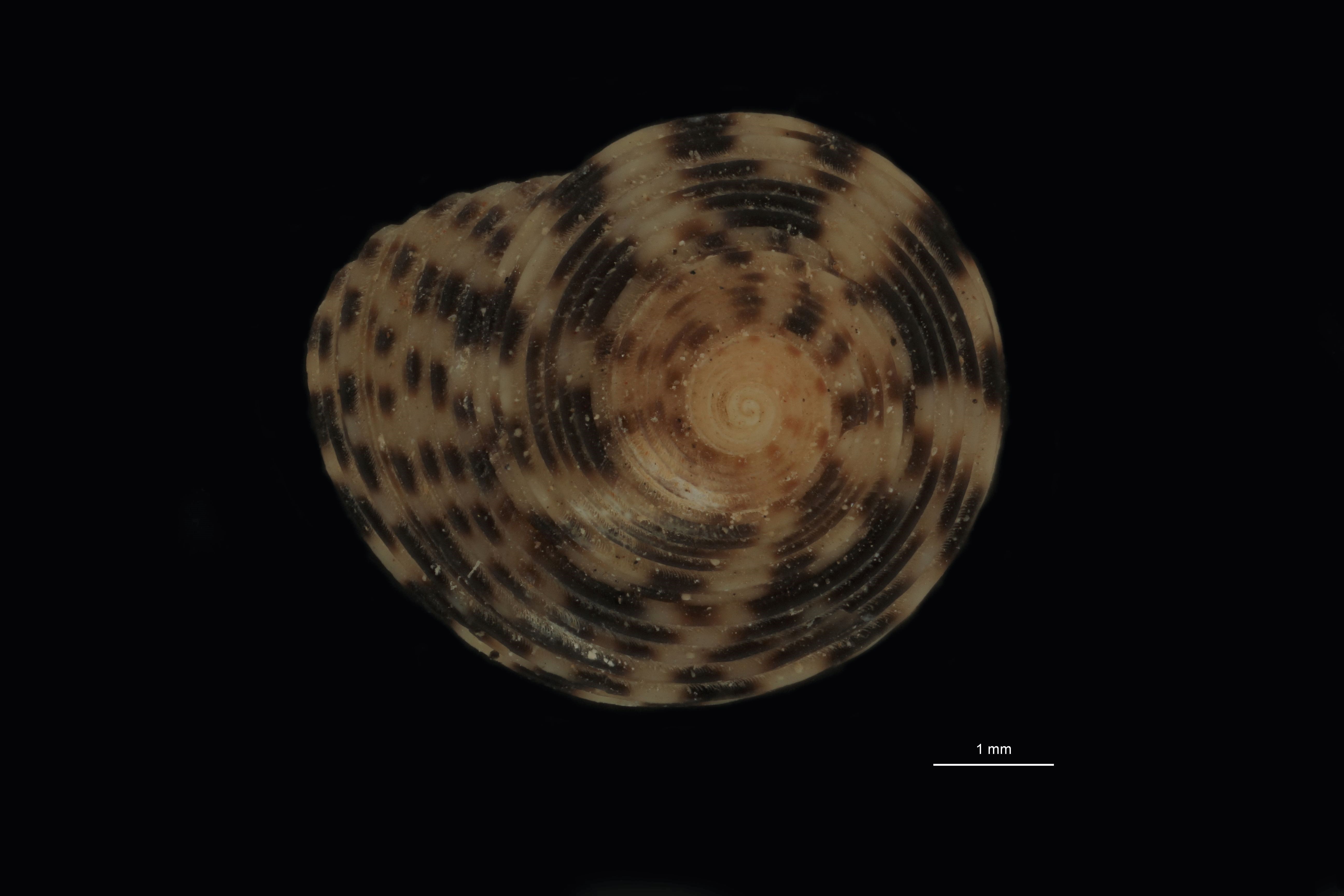 BE-RBINS-INV PARATYPE MT 783 Gibbula blanfordi DORSAL.jpg