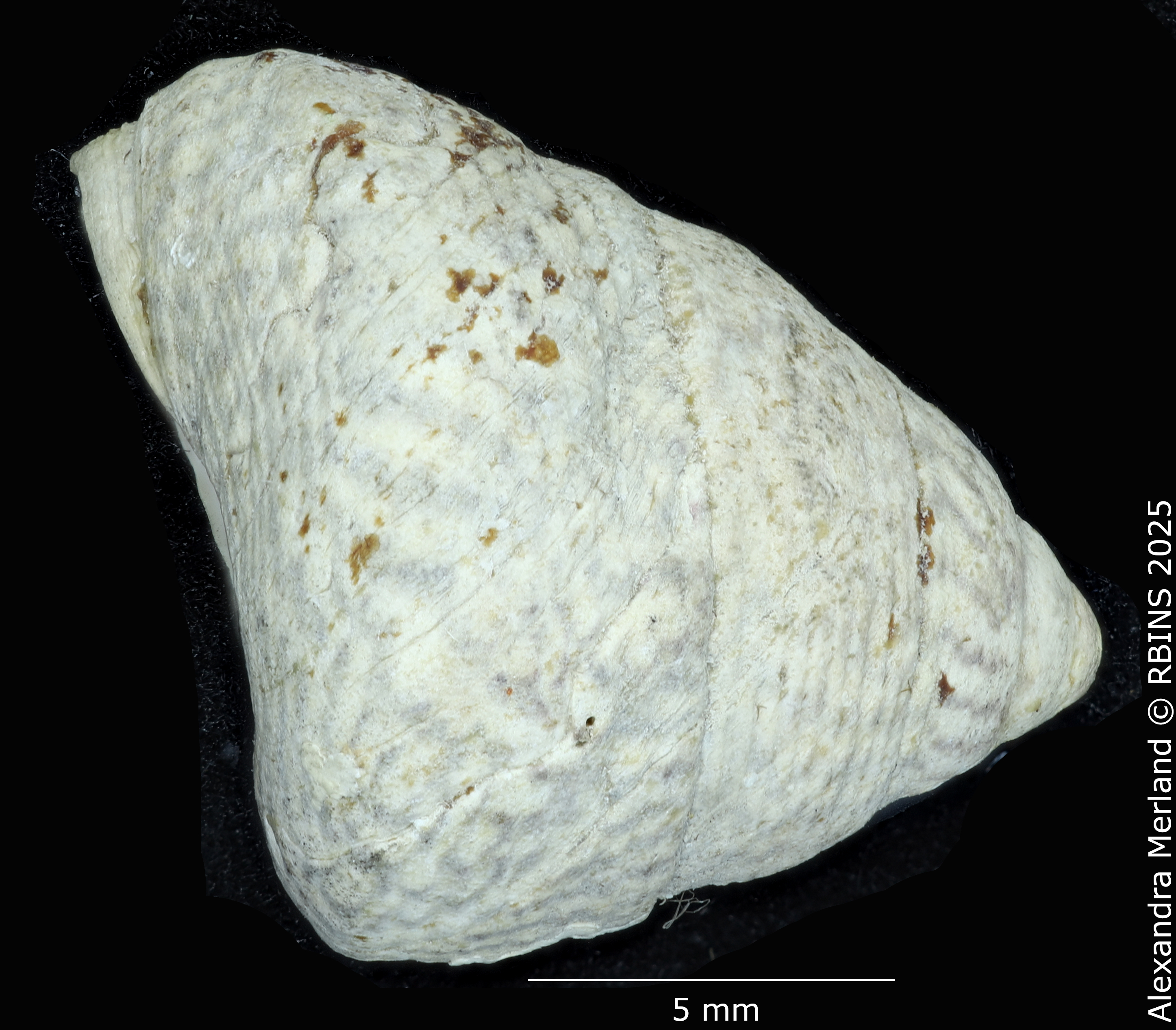 BE-RBINS-INV-MT-4235-Gibbula-cineraria-elatior-st-L3.jpg
