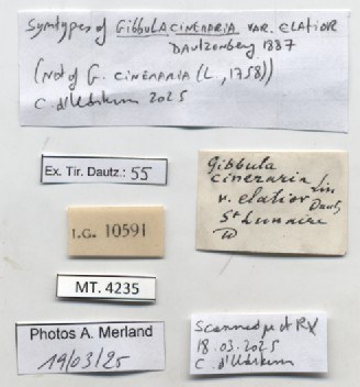 BE-RBINS-INV-MT-4235-Gibbula-cineraria-elatior-st-label.jpg BE-RBINS-INV-MT-4235-Gibbula-cineraria-elatior-st-label.jpg