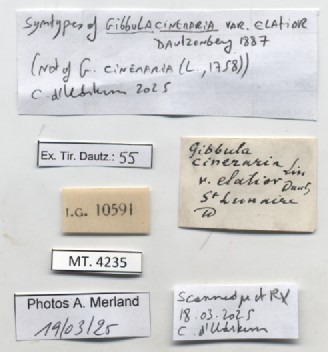BE-RBINS-INV-MT-4235-Gibbula-cineraria-elatior-st-label.jpg