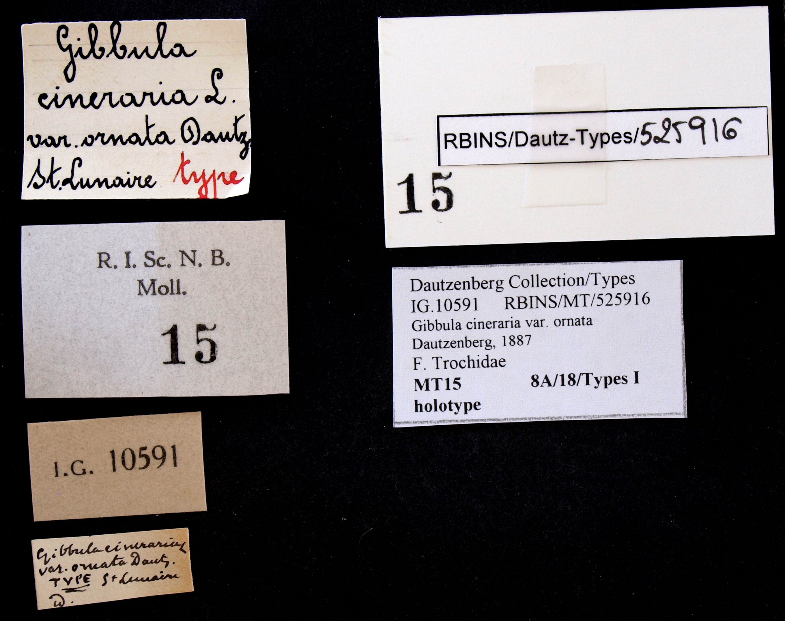 BE-RBINS-INV HOLOTYPE MT 15 Gibbula cineraria var. ornata Labels.jpg