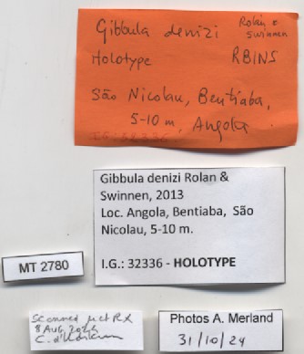 BE-RBINS-INV-MT-2780-Gibbula-denizi-ht-label.jpg