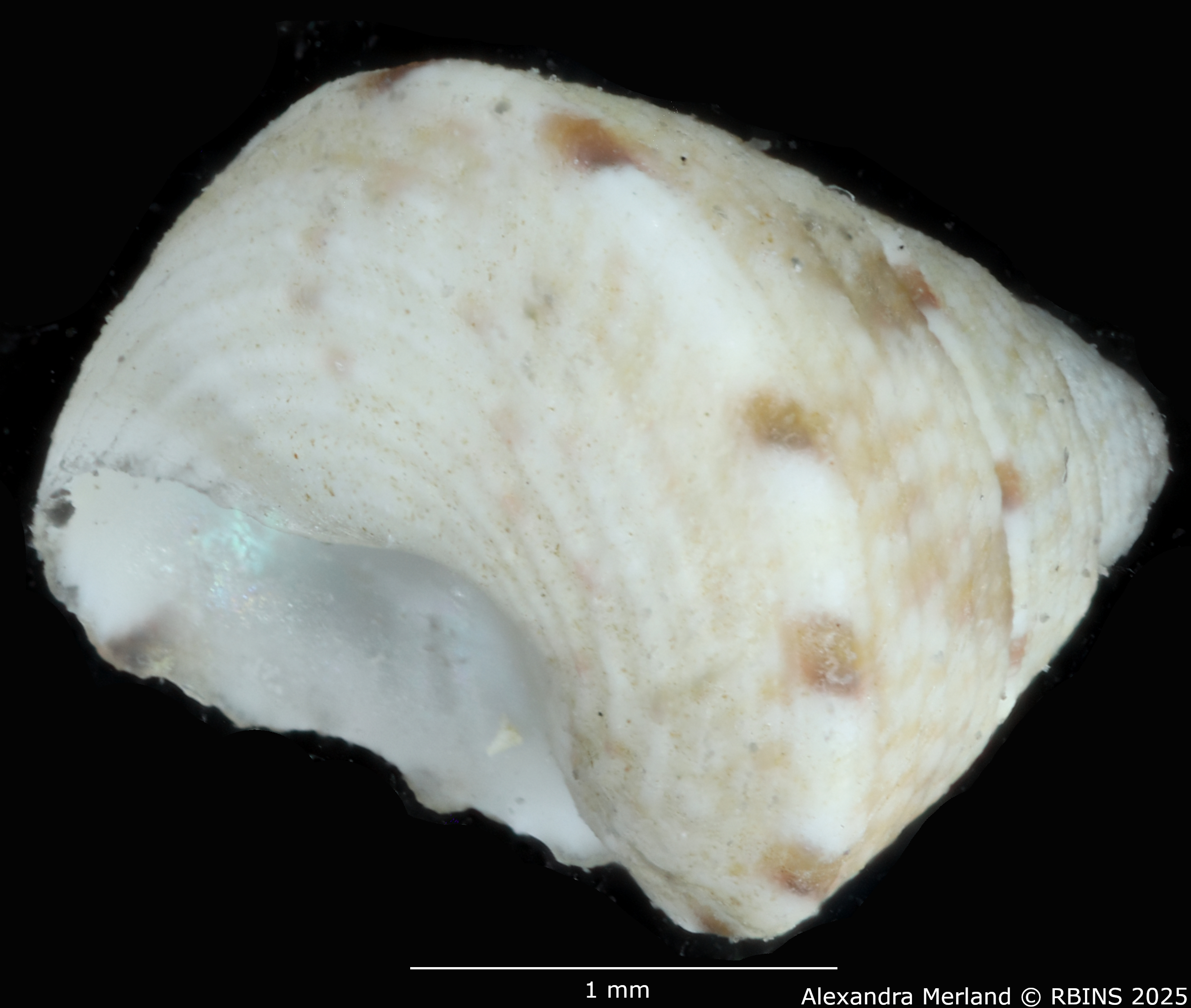 BE-RBINS-INV-MT-3687-Jujubinus-browningleeae-ht-L2.jpg