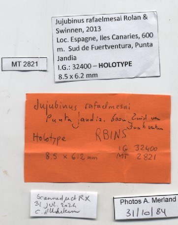 BE-RBINS-INV-MT-2821-Jujubinus-rafaelmesai-ht-label.jpg BE-RBINS-INV-MT-2821-Jujubinus-rafaelmesai-ht-label.jpg