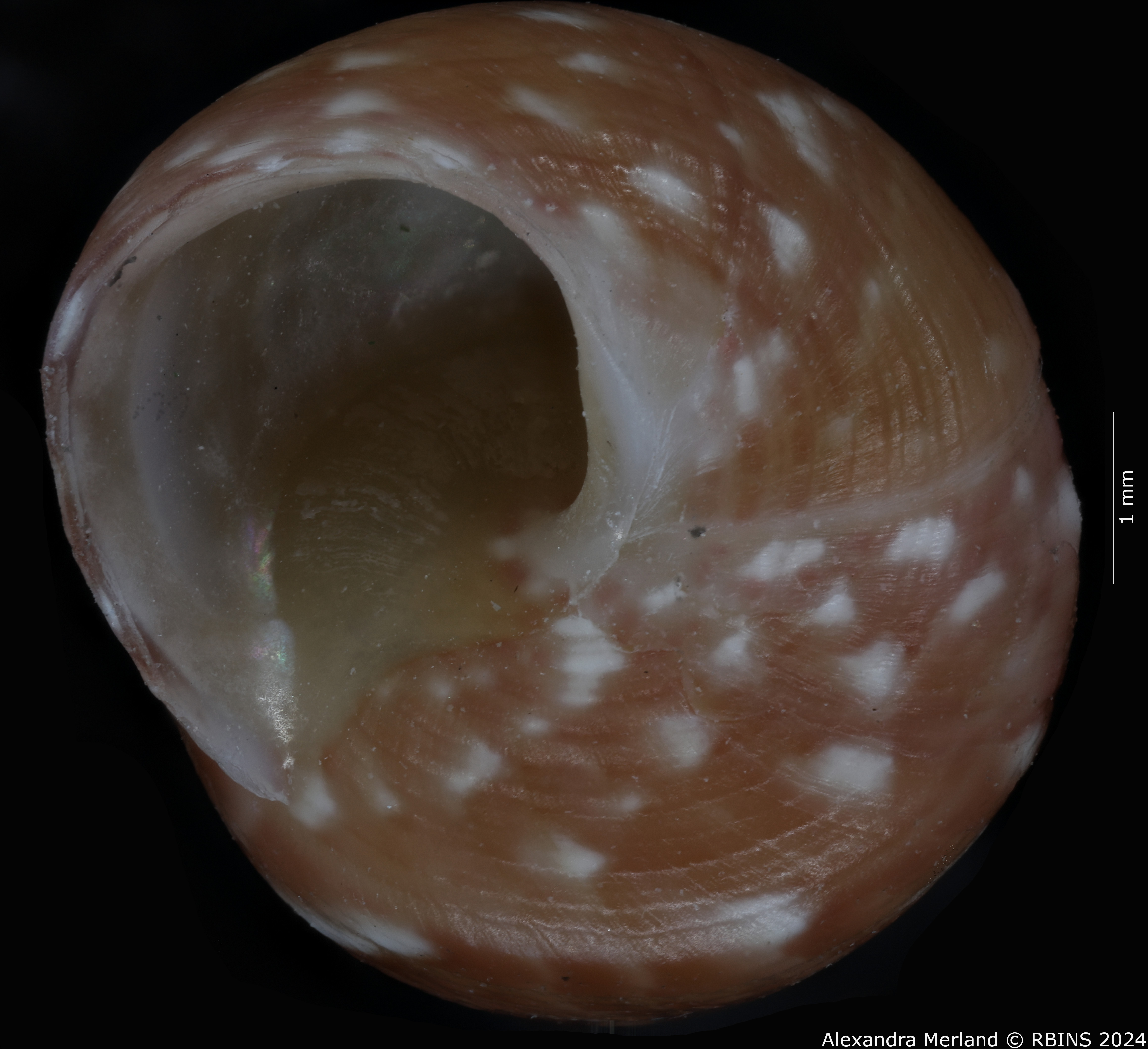 BE-RBINS-INV-MT-2821-Jujubinus-rafaelmesai-ht-V.jpg