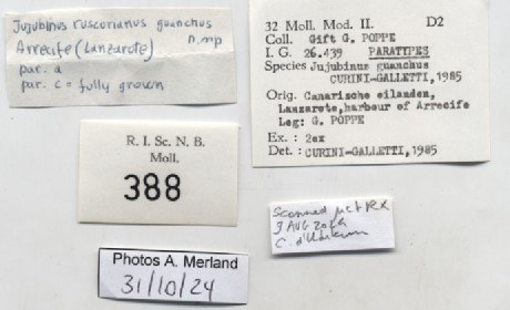 BE-RBINS-INV-MT-388-Jujubinus-ruscurianus-guanchus-pt-label.jpg