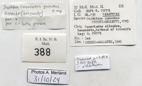BE-RBINS-INV-MT-388-Jujubinus-ruscurianus-guanchus-pt-label.jpg