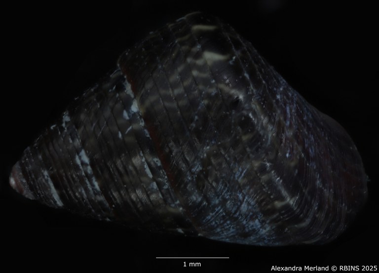 BE-RBINS-INV-MT-3820-Jujubinus-silbogomerus-ht-D.jpg BE-RBINS-INV-MT-3820-Jujubinus-silbogomerus-ht-D.jpg