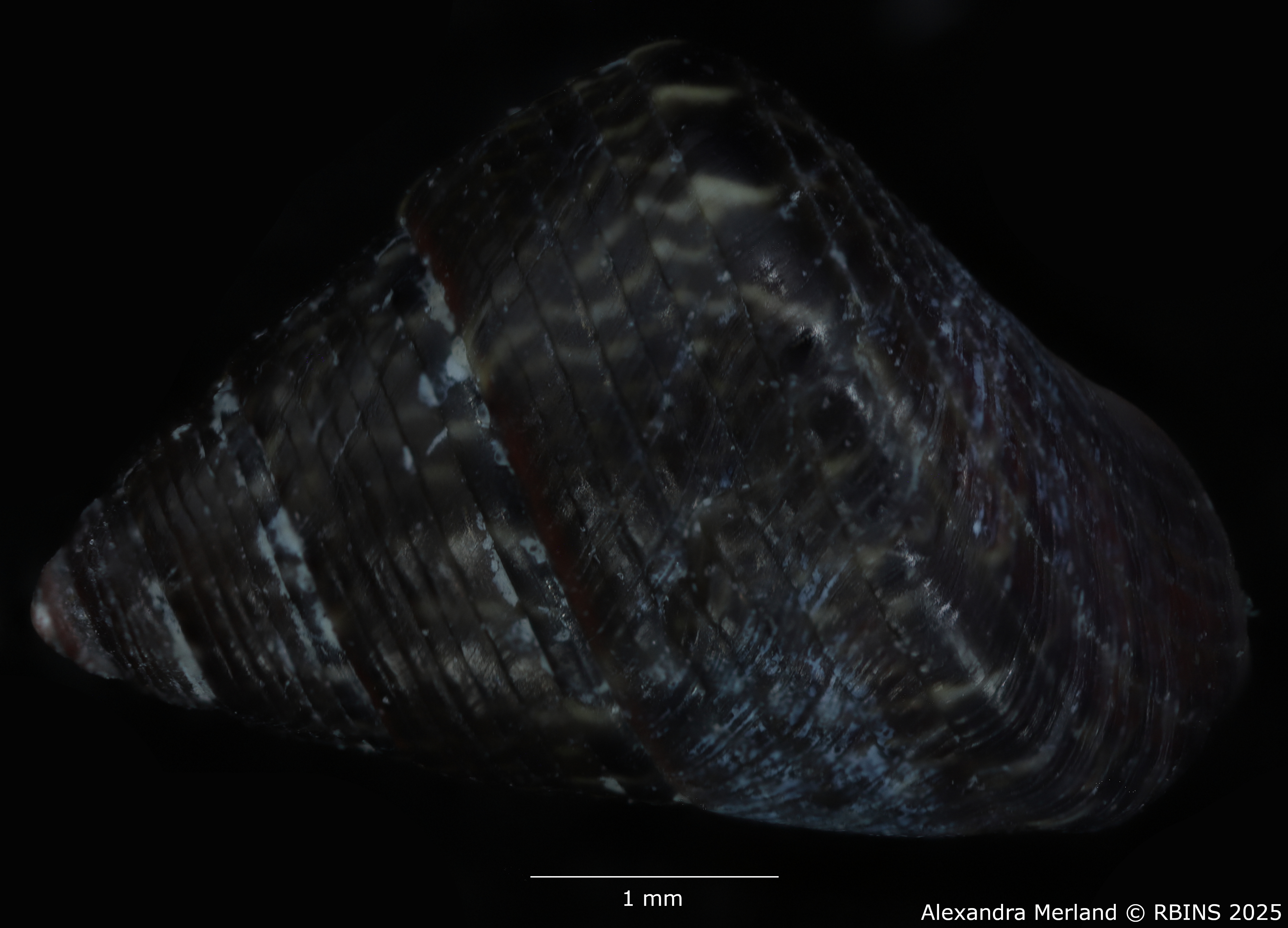 BE-RBINS-INV-MT-3820-Jujubinus-silbogomerus-ht-D.jpg
