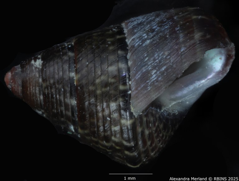 BE-RBINS-INV-MT-3820-Jujubinus-silbogomerus-ht-L.jpg BE-RBINS-INV-MT-3820-Jujubinus-silbogomerus-ht-L.jpg