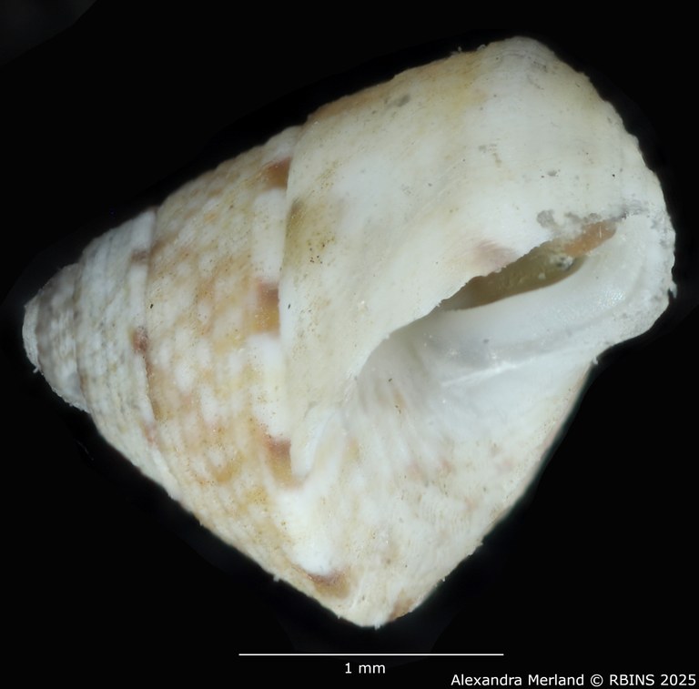 BE-RBINS-INV-MT-3820-Jujubinus-silbogomerus-ht-L.jpg